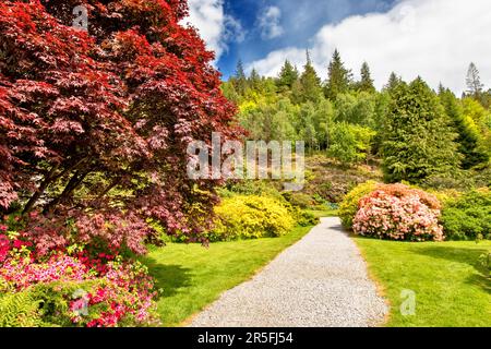 Attadale Gardens Wester Ross Scotland gardens and trees in Spring a pathway lined by yellow Azalea flowers and pink and orange Rhododendron flowers Stock Photo
