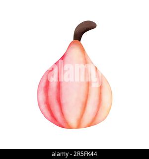 Watercolor colorful pumpkin illustration isolated on white background.Food illustration,halloween pumpkin. Stock Photo