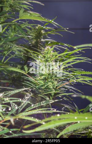 Beautiful female Sativa Cannabis (hemp) plant growing, Cape Town, South Africa Stock Photo