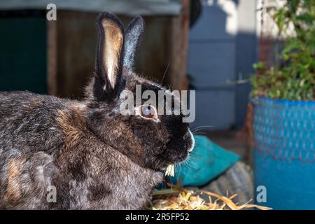 Cute brown family pet rabbit, Cape Town, South Africa Stock Photo