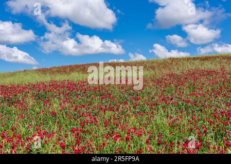 A hillside covered in the red flowers of Hedysarum coronarium, commonly called French honeysuckle, in the Tuscan countryside, near Orciano Pisano, Ita Stock Photo