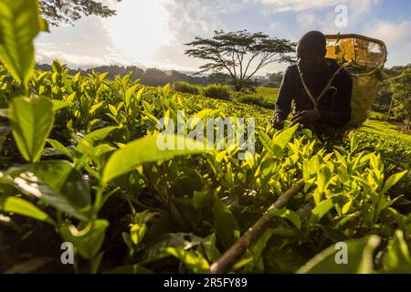 Tea plucker with pannier in tea field, Satemwa Estate, Thyolo. In the background a shade tree, umbrella acacia. Main harvest time is from December to May. Satemwa tea and coffee plantation near Thyolo, Malawi Stock Photo