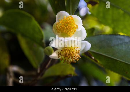 Flower on a tea plant, Camellia sinensis var sinensis. Satemwa tea and coffee plantation near Thyolo, Malawi Stock Photo