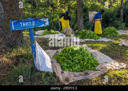 Collection point for freshly harvested tea leaves on Satemwa Estate. In the background two tea pluckers with pannier and rubber apron. Satemwa tea and coffee plantation near Thyolo, Malawi Stock Photo
