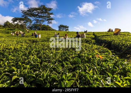 Satemwa tea and coffee plantation near Thyolo, Malawi Stock Photo