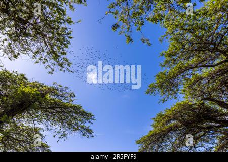 A flock of starlings passes through the canopy of umbrella acacias on the 1,460-metre Thyolo Mountain, Satemwa Estate near Thyolo, Malawi. Such trees are commonly used as shade trees in the tea fields. Stock Photo