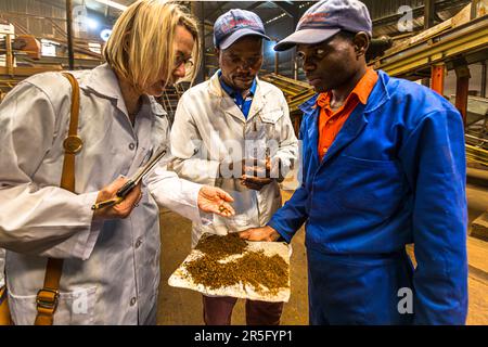During a guided tour of the factory's production hall on Satemwa Estate near Thyolo, Malawi, journalist Angela Berg is shown tea samples of different leaf sizes and degrees of oxidation. Satemwa is the last family-run tea farm in Malawi. Stock Photo