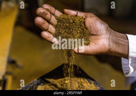Tea before separating the light pieces that go back to the fields as compost, Satemwa Estate, Thyolo. Satemwa tea and coffee plantation near Thyolo, Malawi Stock Photo