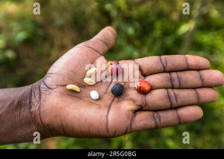 A hand displays different processing stages of the coffee bean, from the red cherry to the dried black bean and the white raw bean, on Satemwa Estate near Thyolo, Malawi. Satemwa has grown Arabica coffee since 1971. Stock Photo