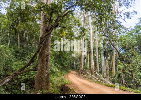 A reddish-brown trail winds through a forest of tall eucalyptus trees on Satemwa Estate near Thyolo, Malawi. Stock Photo