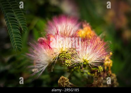 Flowers on a tree at Caruso Park in the Sunset Heights neighborhood of El Paso, Texas. Stock Photo