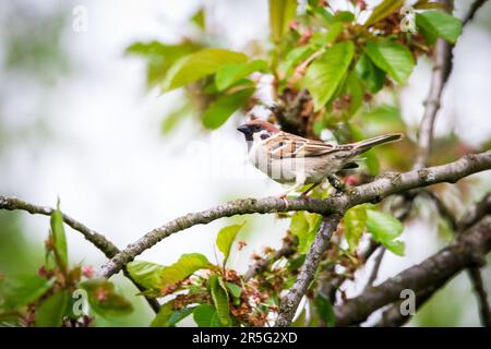 Eurasian tree sparrow (Passer montanus) Stock Photo