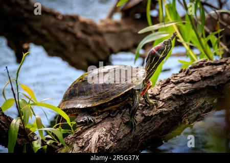 Red-eared Slider (Trachemys scripta elegans) on a log Stock Photo