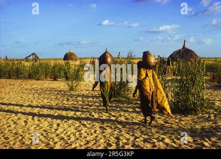 Africa, African transition zone, Chad, Sahel, Kanem Region: Kanembu women fetching water across millet field near village: Ngueleydinga. Stock Photo