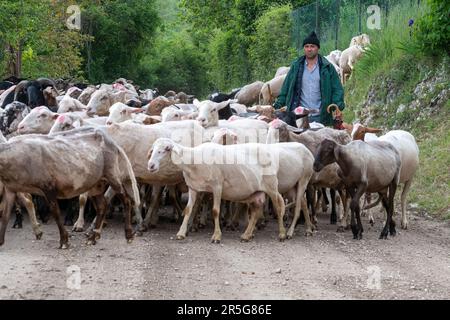 Romanian shepherd herding flock of sheep in rural Umbria, Central Italy, Europe Stock Photo