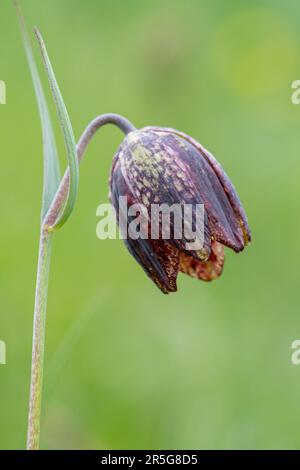 Mountain fritillary flower (Fritillaria montana), a wildflower growing on the Piano Grande, Umbria, Italy, Europe, during May Stock Photo