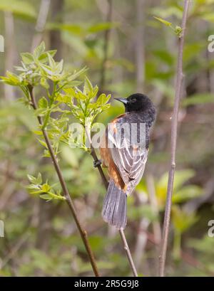 A male Orchard Oriole in a green shrub in May at Pelee National Park in Ontario. Stock Photo