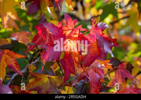 Autumn leaves with the sun shining through them glow red, orange and green. Stock Photo