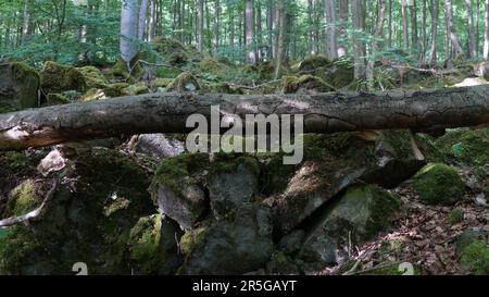 A shady forest with mosscovered rocks and an old trunk lying on them. Stock Photo