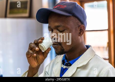 Production manager Chisomo Custom tasting new batches of tea. Every morning, the taste test takes place in the "White Room" on the factory premises of Satemwa Estate. Satemwa tea and coffee plantation near Thyolo, Malawi Stock Photo