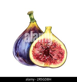 Raw fig fruits and slices isolated on white background. Watercolor hand  draw botanic realistic illustration. Art for design poster, advertising.  Styli Stock Photo - Alamy