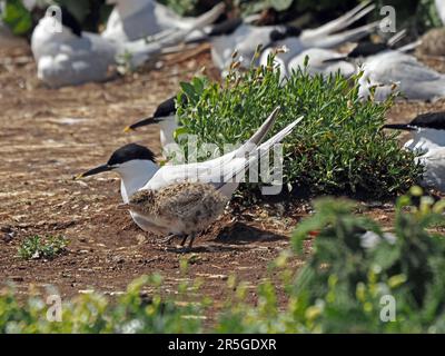 Sandwich Tern (Sterna sandvicensis) parent with fluffy brown cryptic plumage chick at nest site in colony on Farne Islands, Northumbria, England, UK Stock Photo