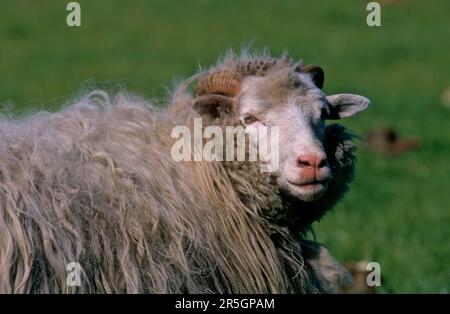 White horned heath goat Stock Photo