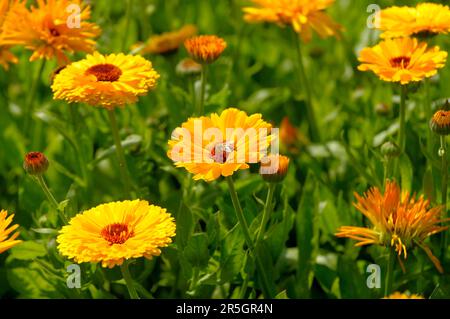 Marigold in the Garden, marigolds (Calendula officinalis) Stock Photo