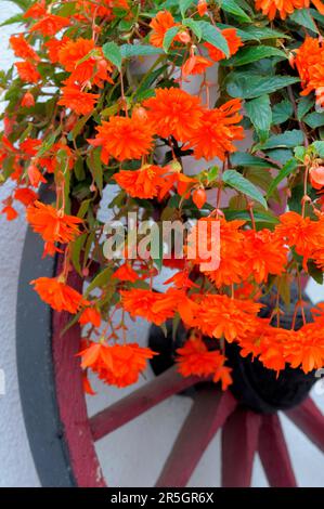 Hanging begonias (Begonia) flowering on a wagon wheel, begonias