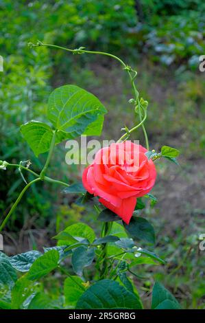 Single orange rose surrounded by bean, bean perennial Stock Photo