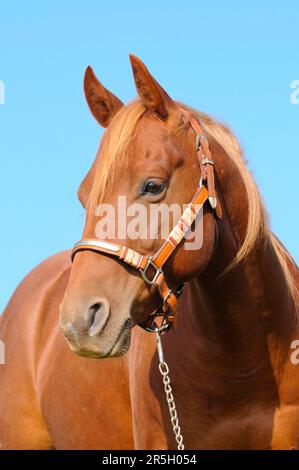American Quarter Horse, Gelding/Sorrell, Halter Stock Photo