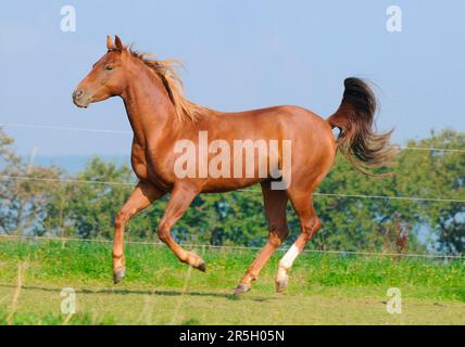 American Quarter Horse, Gelding/Sorrell, Page Stock Photo