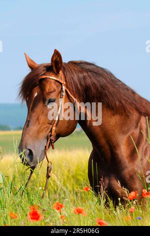 American Quarter Horse, Stallion, Dark chestnut, Bridle Stock Photo