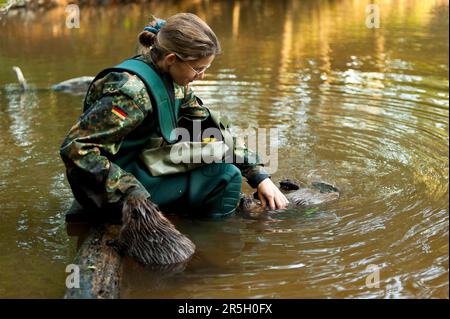 Woman and European beaver (Castor fiber), Rosenheim, Bavaria, Germany Stock Photo