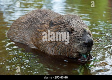 European beaver (Castor fiber), Rosenheim, Bavaria, Germany Stock Photo