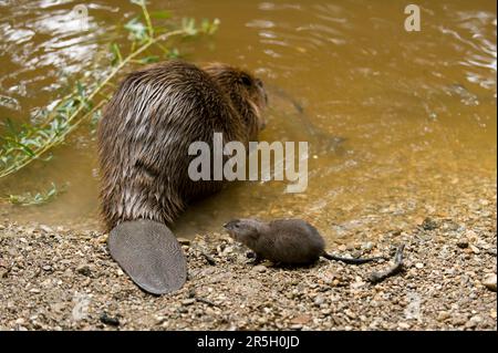 European beaver (Castor fiber) and chub (Squalius cephalus), Rosenheim, Bavaria, Germany Stock Photo