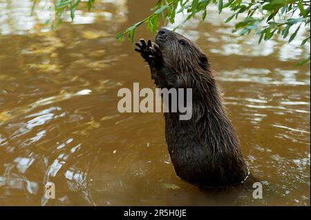 European beaver (Castor fiber), Rosenheim, Bavaria, Germany Stock Photo