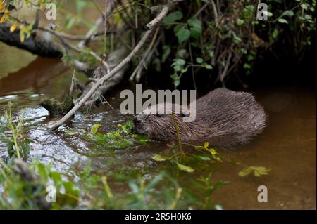 European beaver (Castor fiber), Rosenheim, Bavaria, Germany Stock Photo