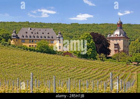 Vollrads Castle, Rheingau, Hesse, Germany Stock Photo