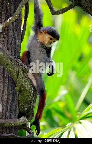 Red-shanked Douc (Pygathrix nemaeus) Langur, young Stock Photo