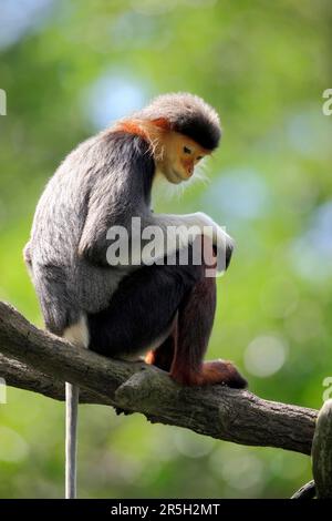 Red-shanked Douc (Pygathrix nemaeus) Langur Stock Photo