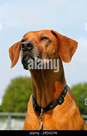 animal portrait dog necklace hound age elder laugh laughs laughing twit ...