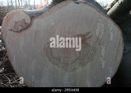 Beech Tree Section Beech, cross section through trunk, with wood rot, Lower Saxony ...