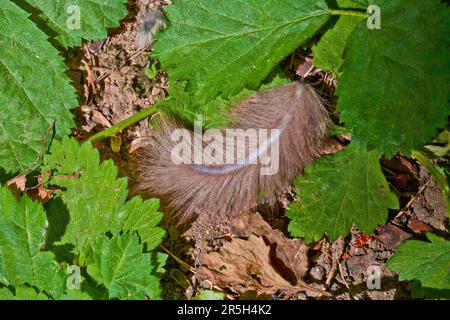 Edible Dormouse (Glis glis), thrown off tail, Lower Saxony, Germany Stock Photo