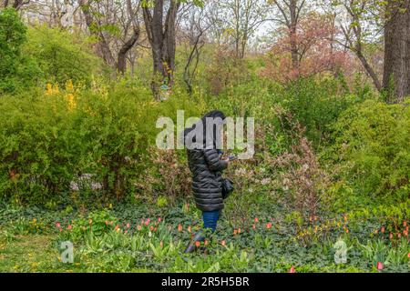 vienna, austria. 9 april 2023 nature's frames a woman captures the beauty with her mobile phone in vienna stadt park (city park) Stock Photo