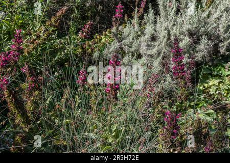 Beautiful wild California hummingbird sage flowers blooming in the coastal area of Goleta near Santa Barbara, Southern California Stock Photo