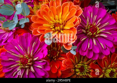 Lovely Zinnias Close Up Stock Photo