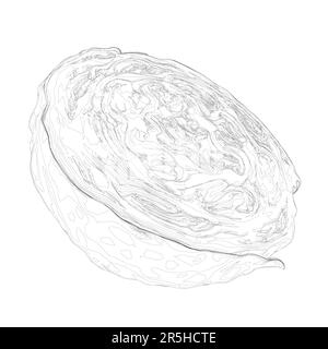 Outline of half a cabbage in a cut from black lines isolated on a white background. 3D. Vector illustration. Stock Vector