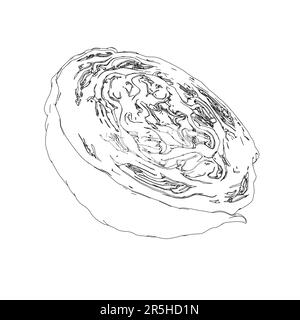 Outline of half a cabbage in a cut from black lines isolated on a white background. 3D. Vector illustration. Stock Vector