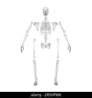 Wireframe of a disassembled human skeleton from black lines isolated on a white background. Front view. 3D. Vector illustration. Stock Vector